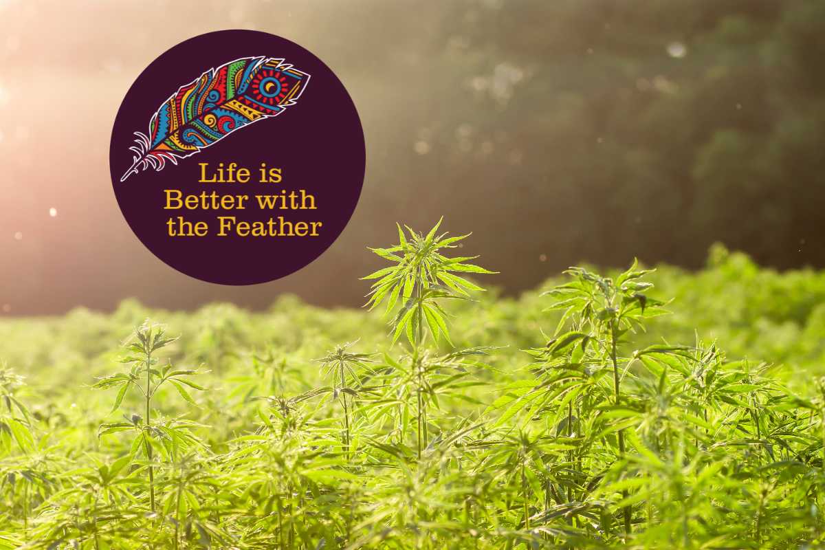 CBD American Shaman