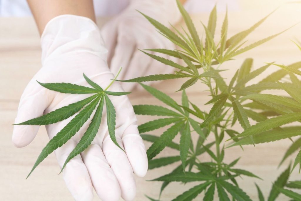 The Benefits of Alkaloids: Nature’s Powerful Compounds in CBD American Shaman Products