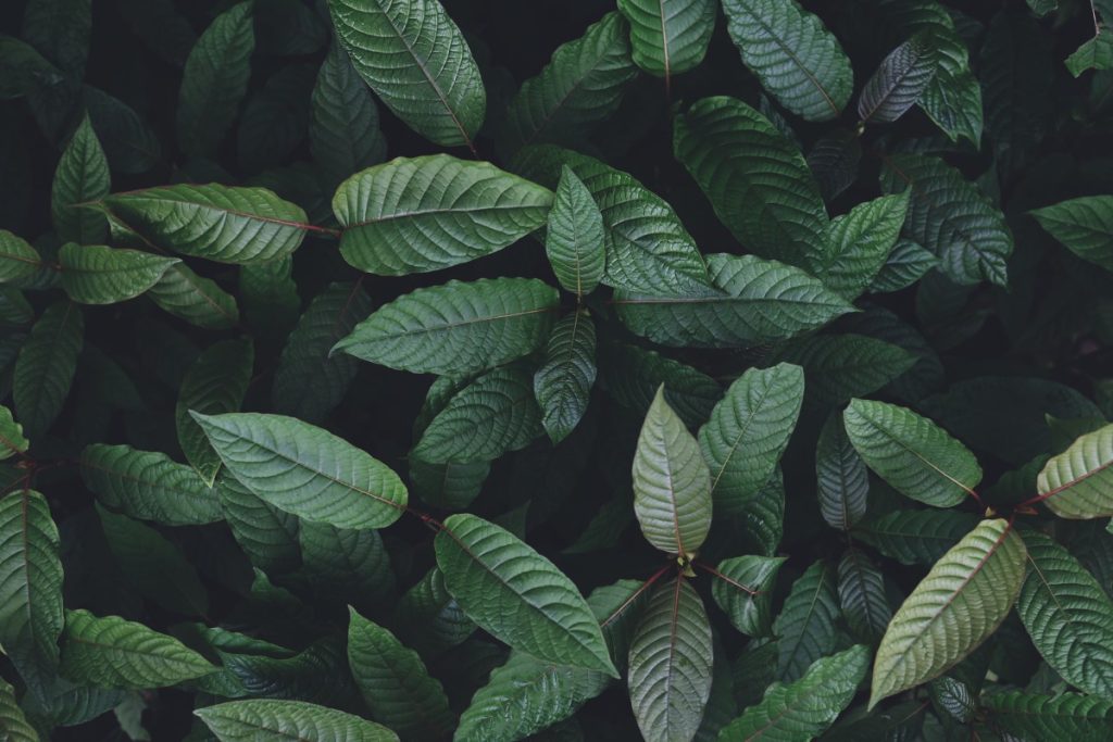 The Benefits of Kratom: A Natural Solution