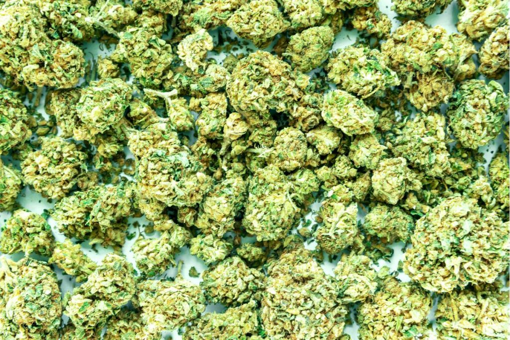 THCa Flower: Everything You Need to Know