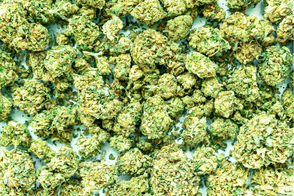 THCa Flower: Everything You Need to Know