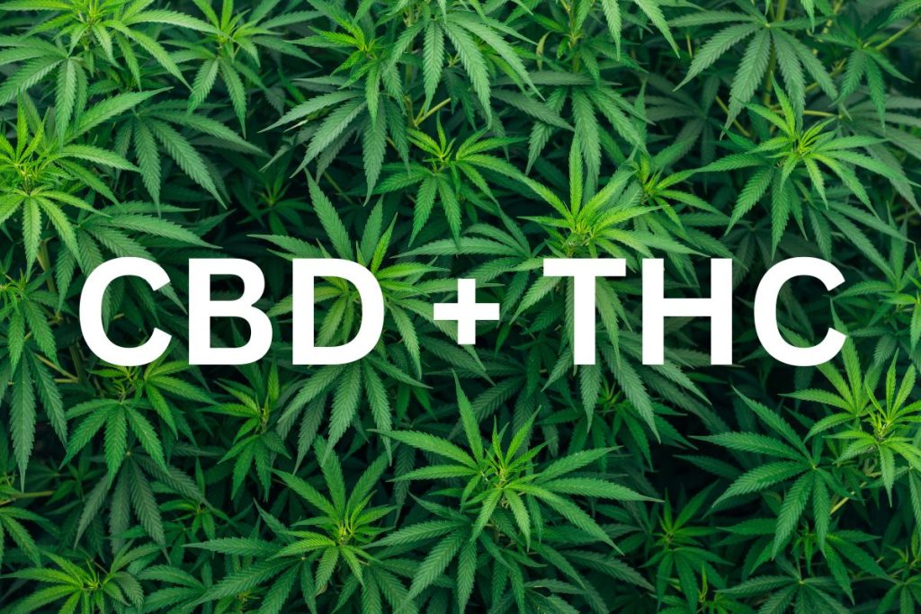 How THC and CBD Work Together: The Entourage Effect Explained