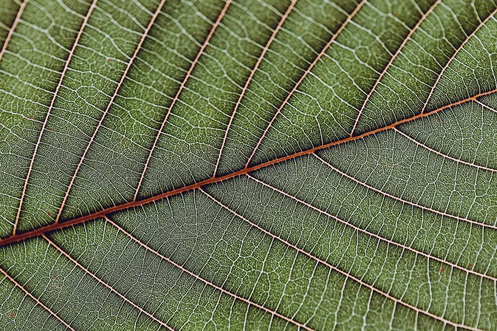 White, Red and Green Vein Alkaloids. A Kratom alternative.