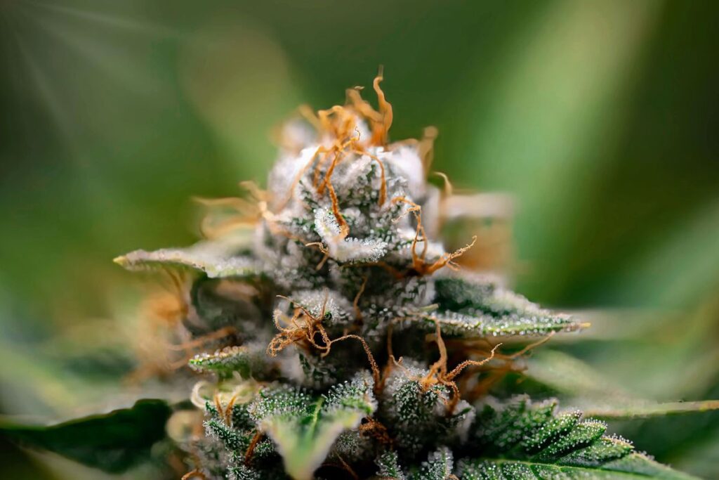 CBD for Focus vs. CBD for Calm